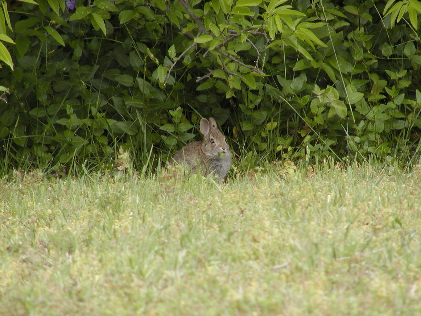 Backyard Critters
