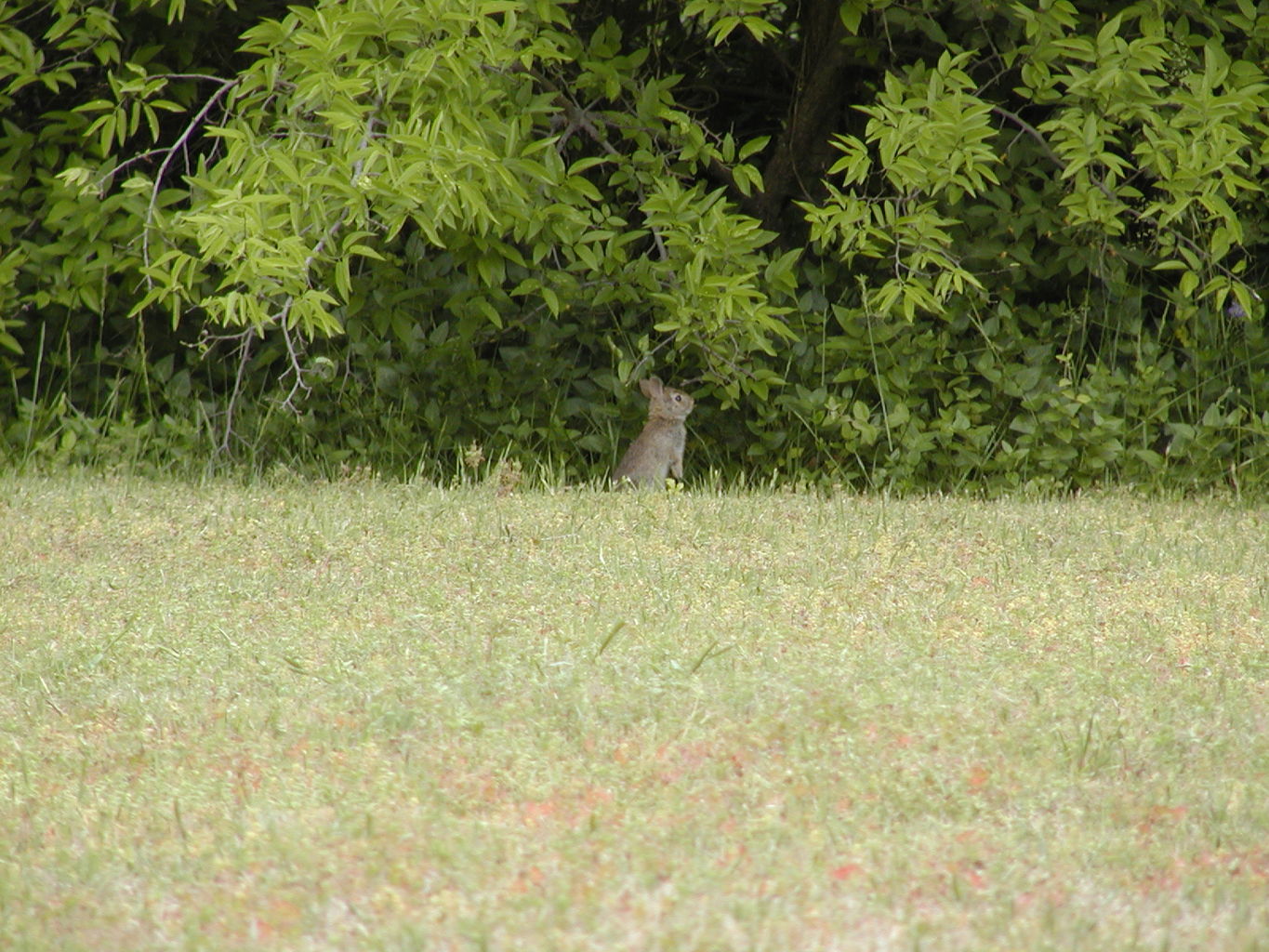 Backyard Critters
