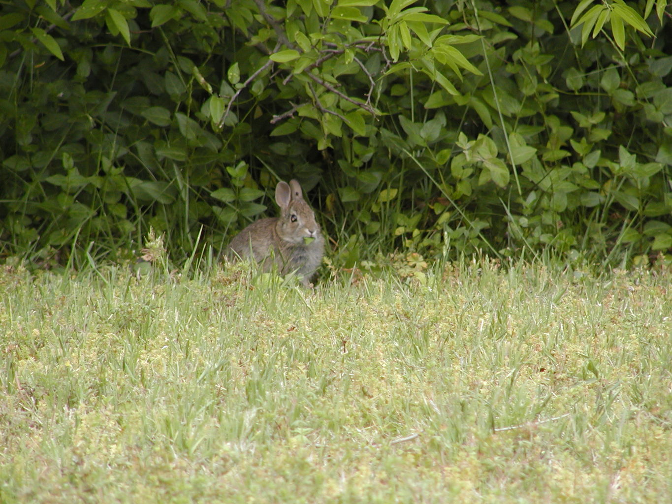 Backyard Critters
