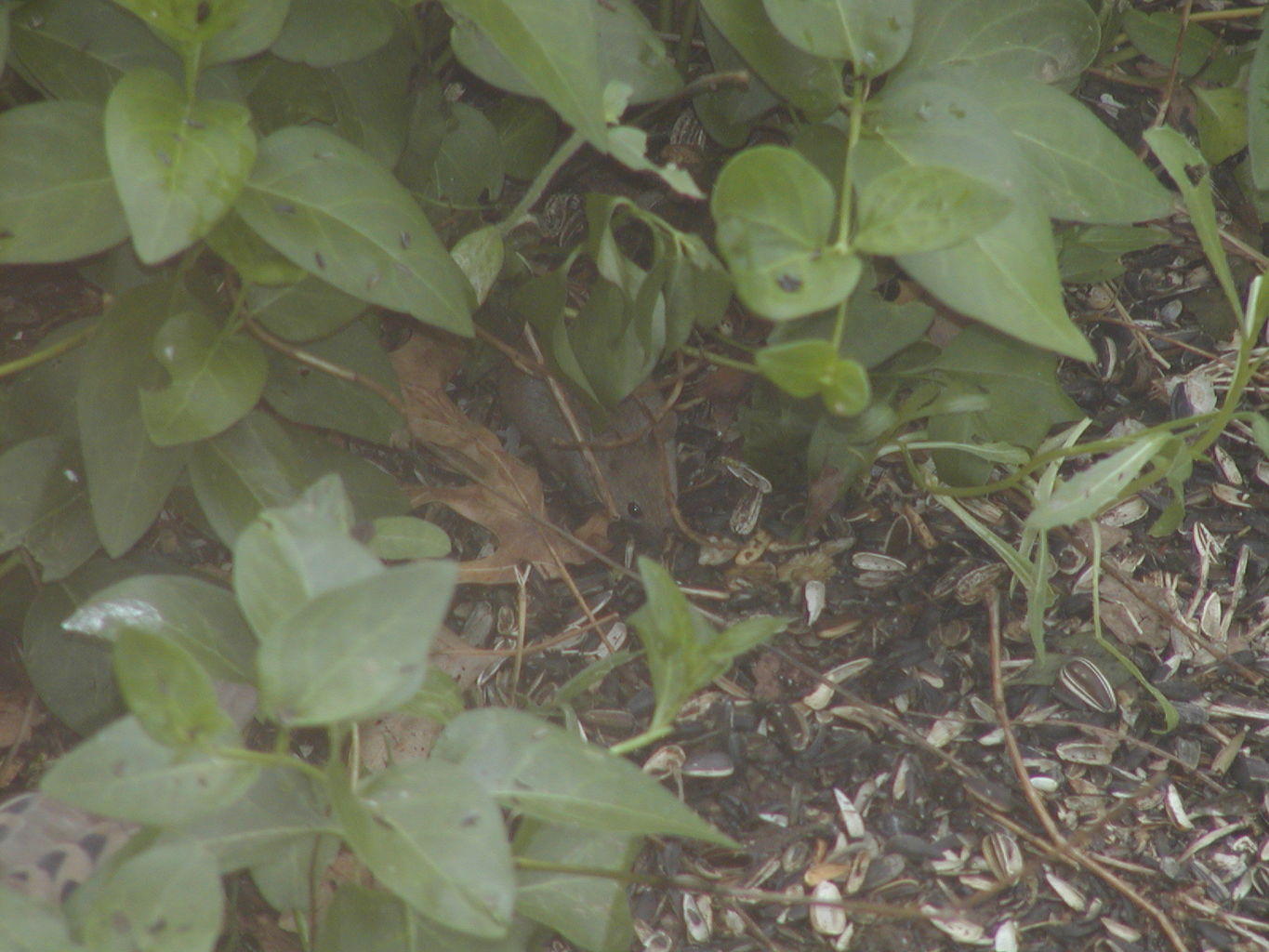 Backyard Critters
