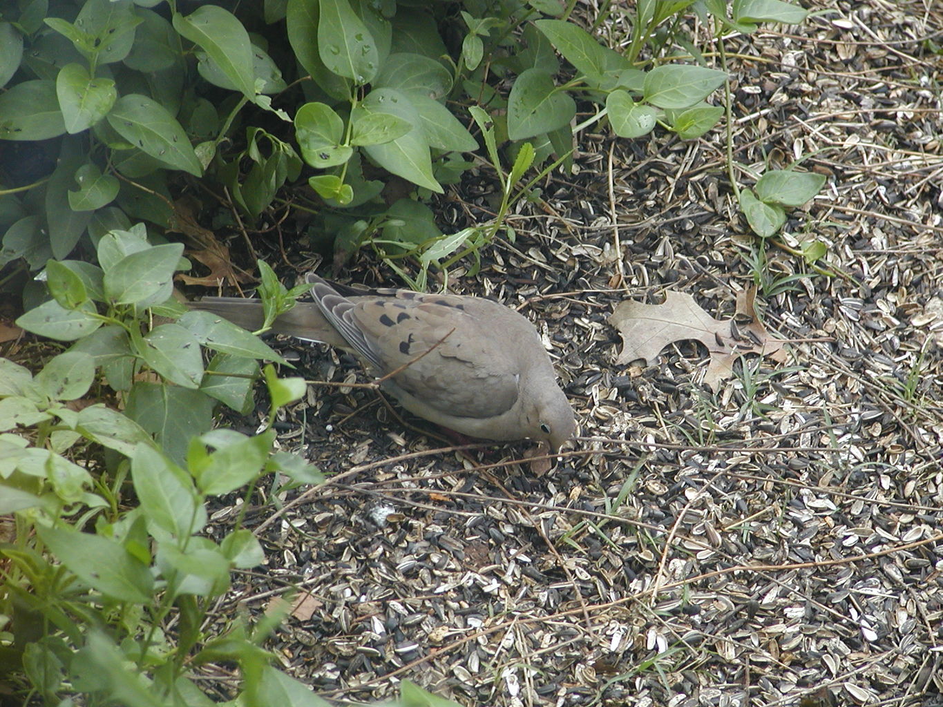 Backyard Critters
