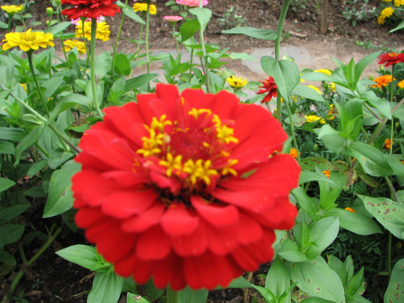 Callaway Gardens
