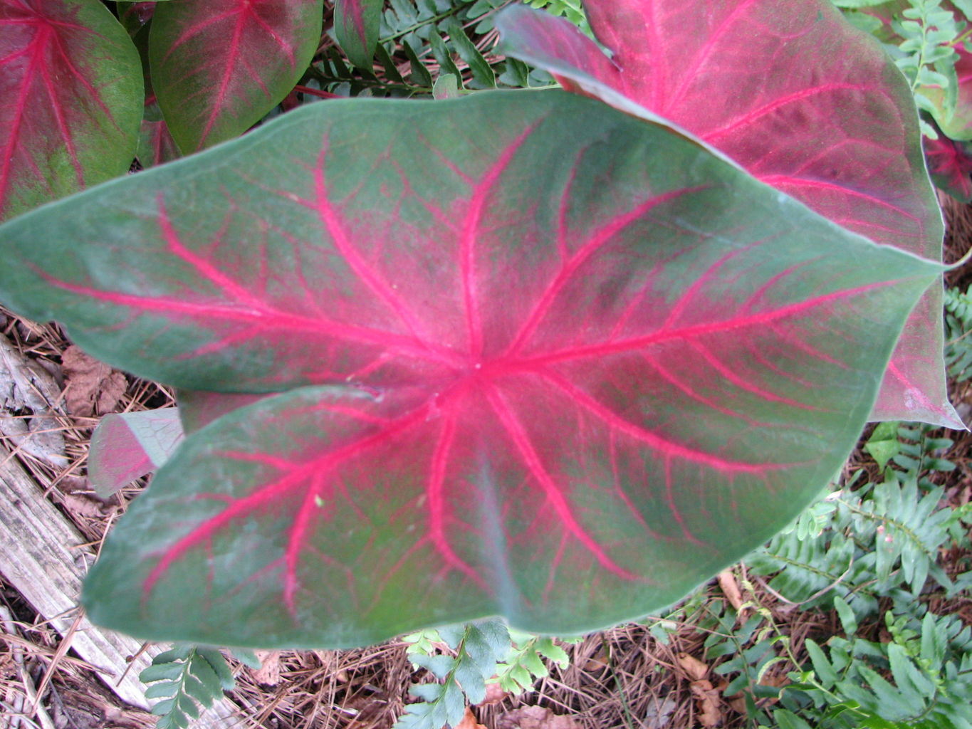 Callaway Gardens
