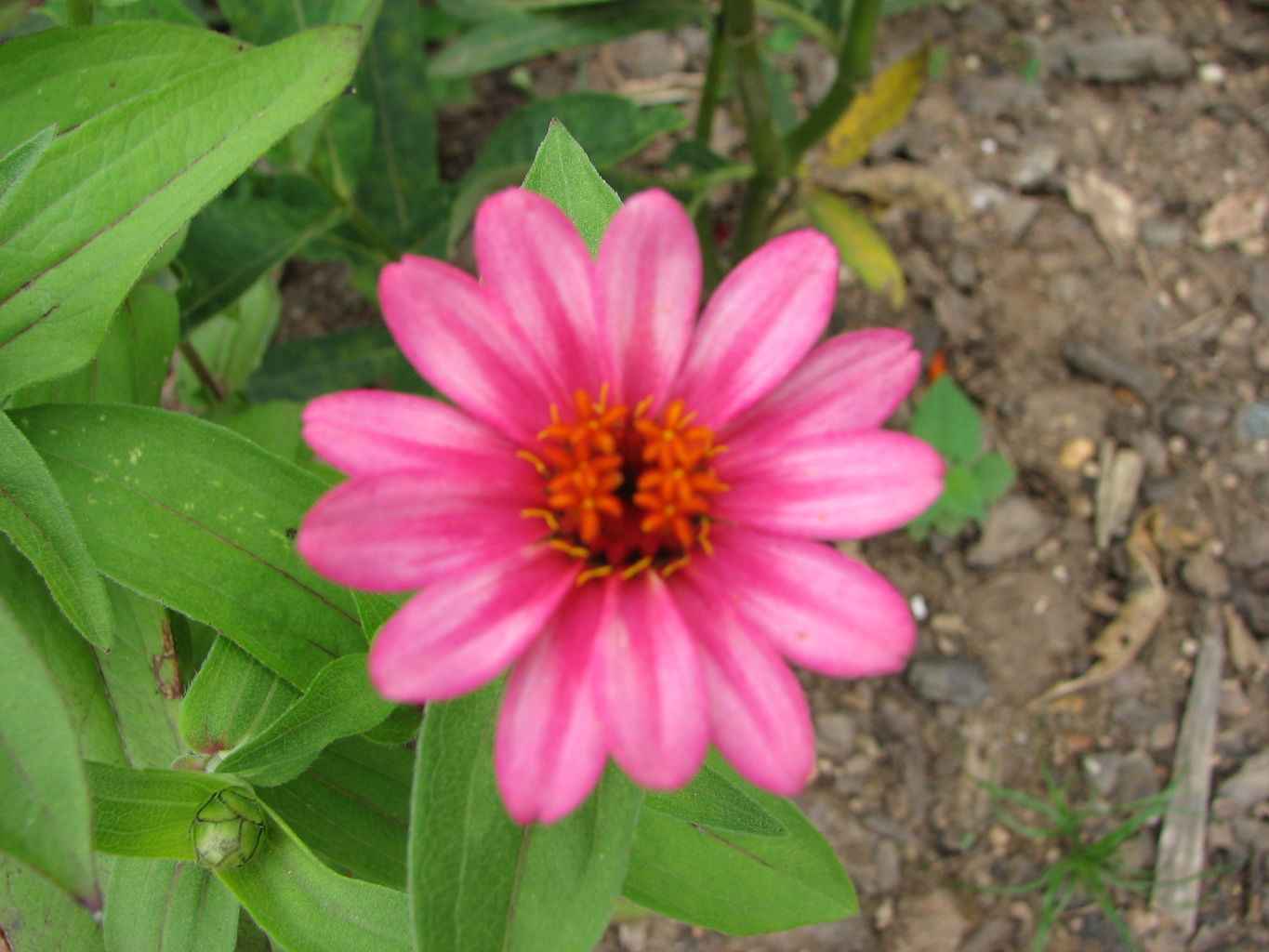 Callaway Gardens
