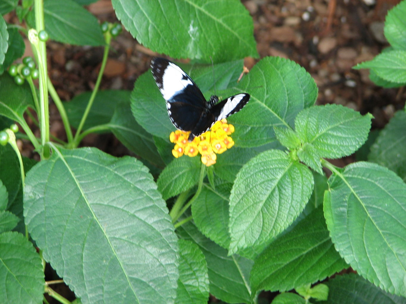 Callaway Gardens
