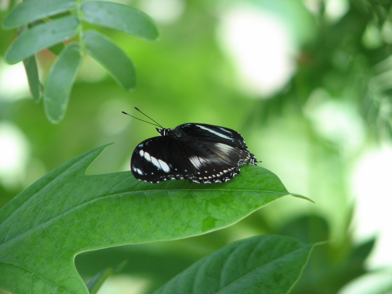 Callaway Gardens
