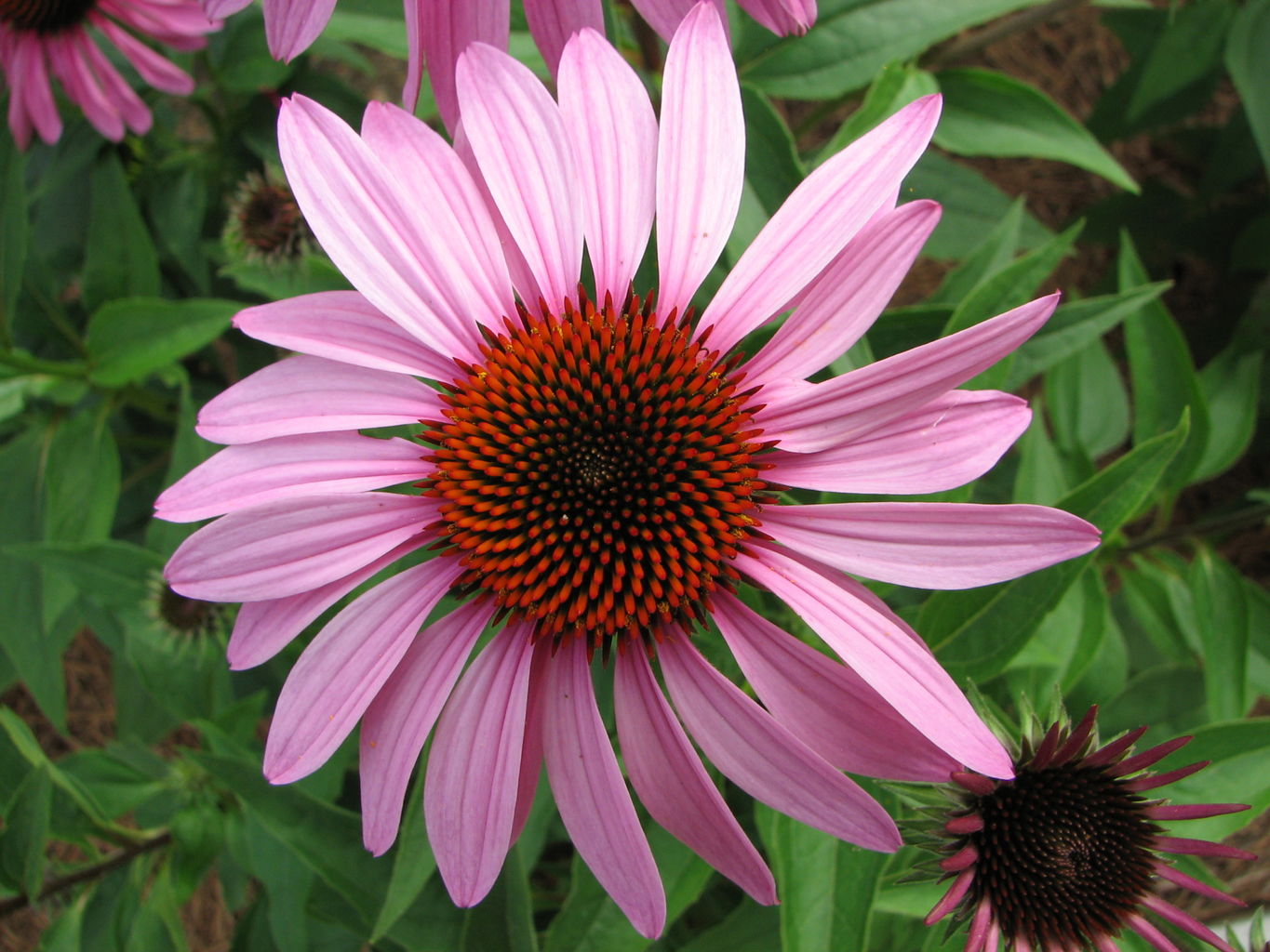 Callaway Gardens
