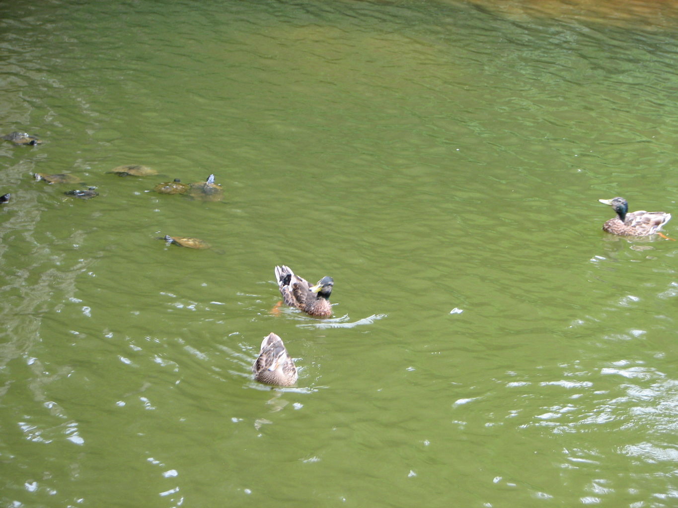 Callaway Gardens
