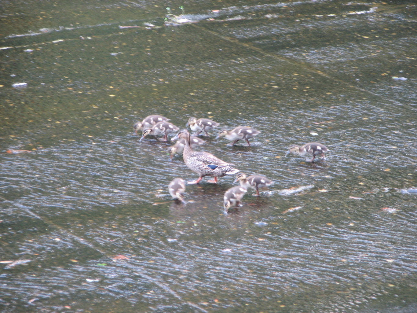 Callaway Gardens
