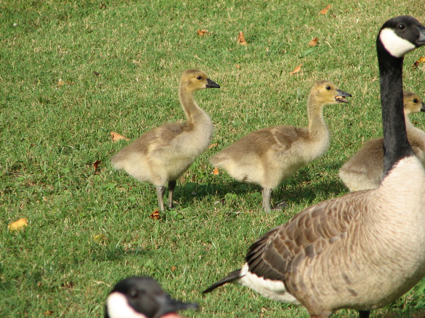 Callaway Gardens
