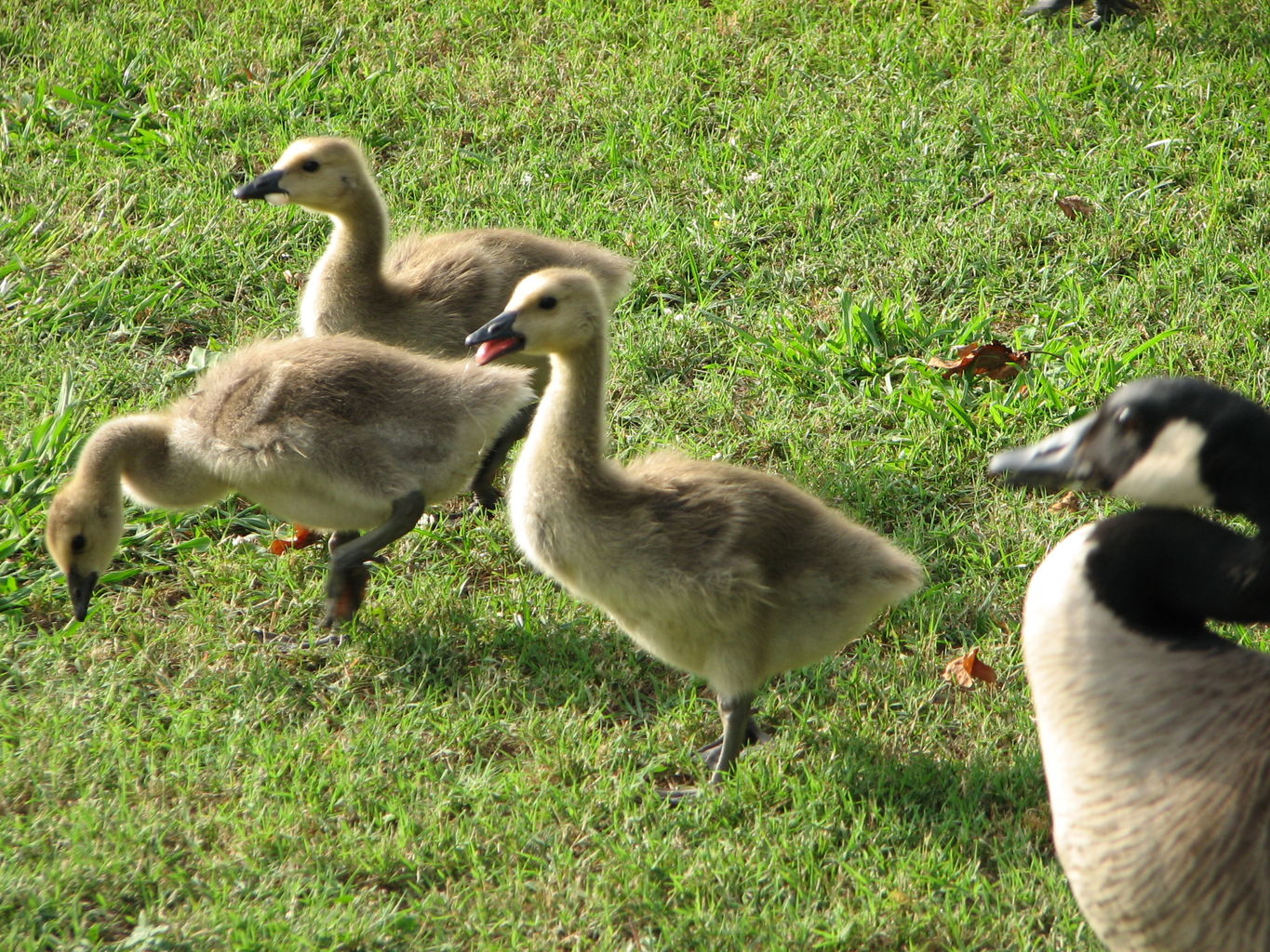 Callaway Gardens
