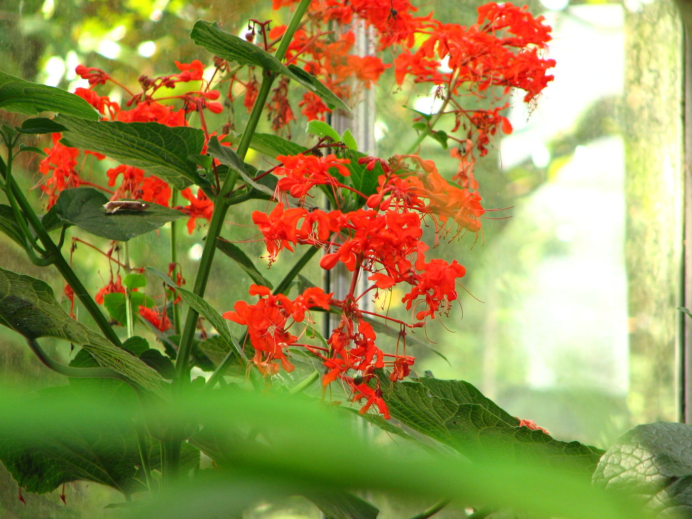 Callaway Gardens
