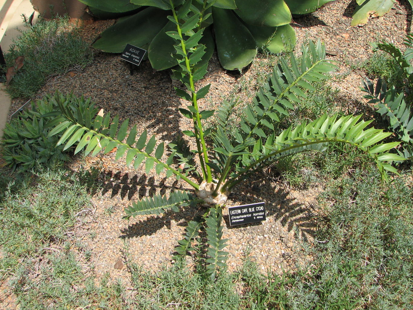 Callaway Gardens
