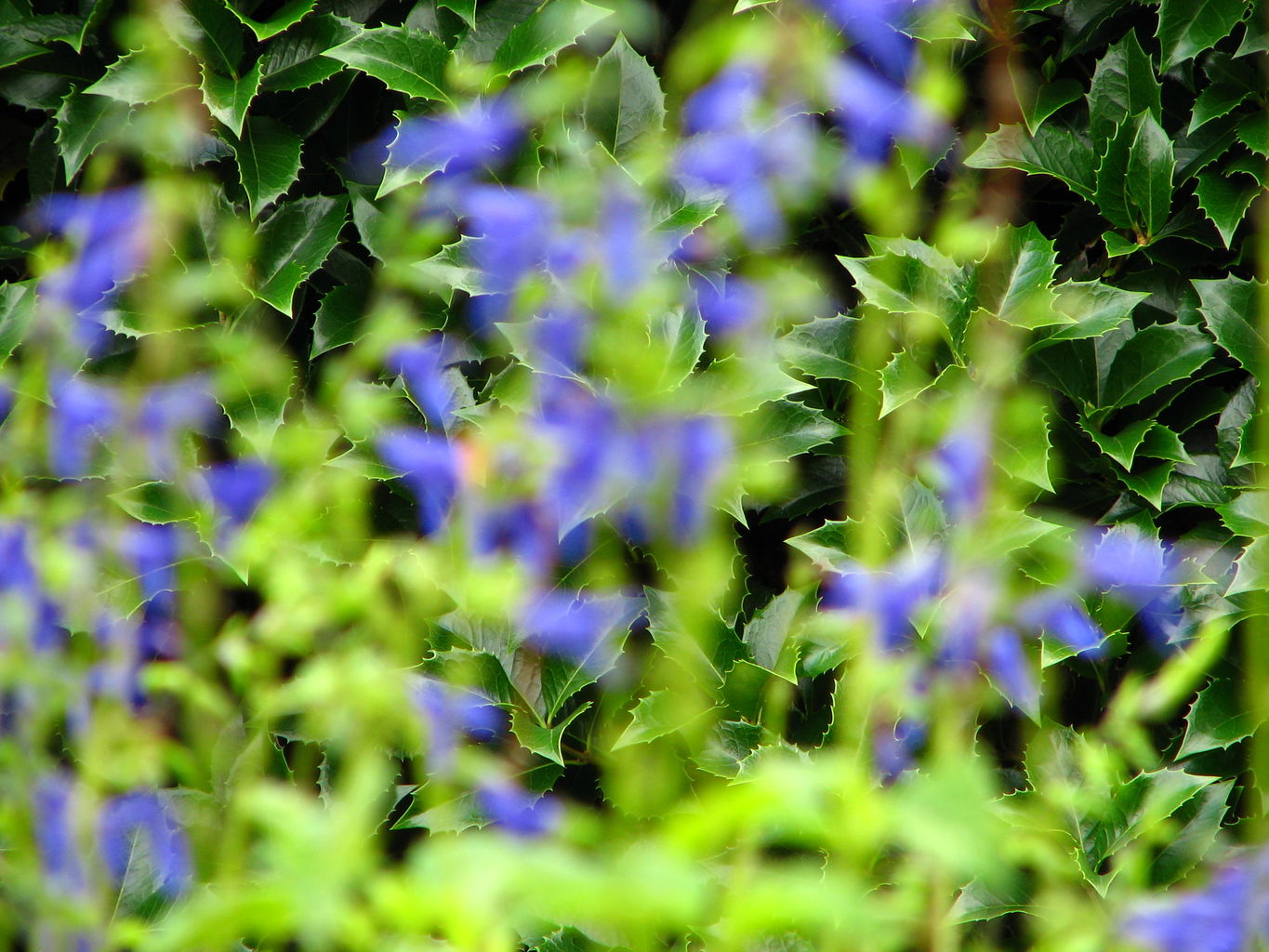 Callaway Gardens
