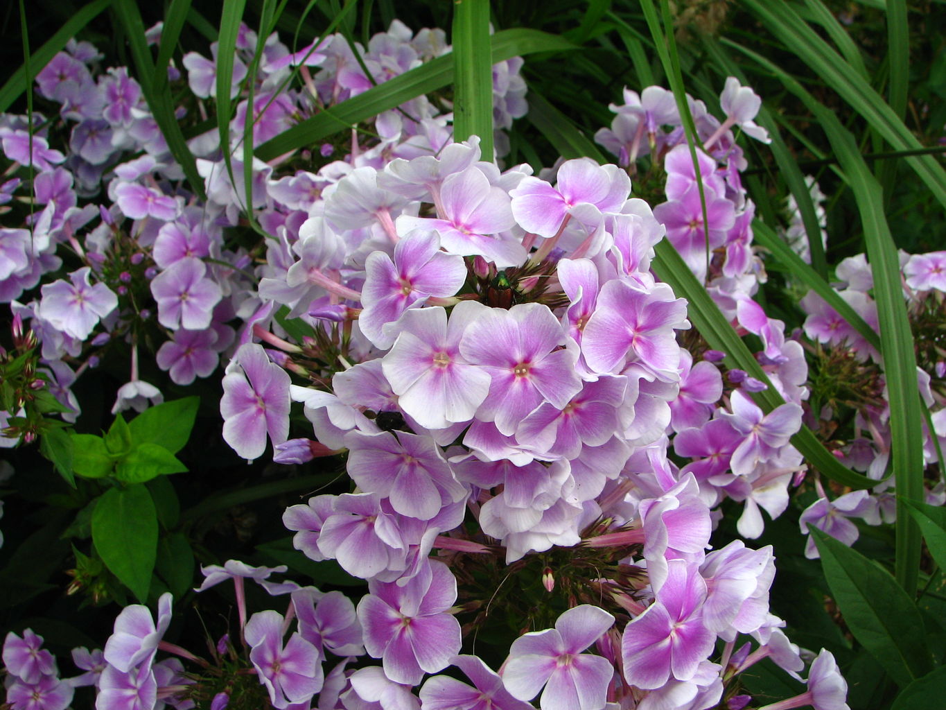 Callaway Gardens
