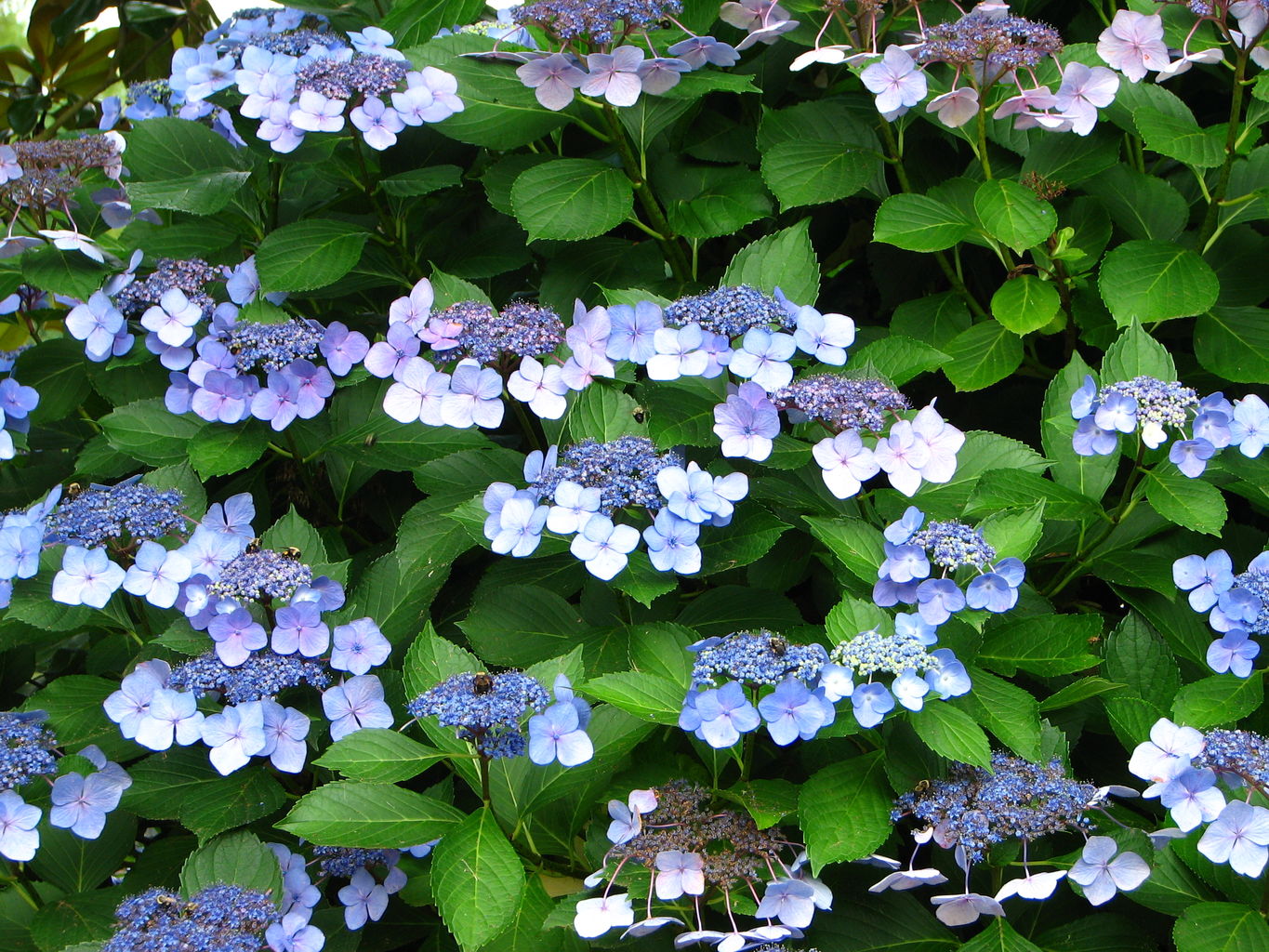 Callaway Gardens
