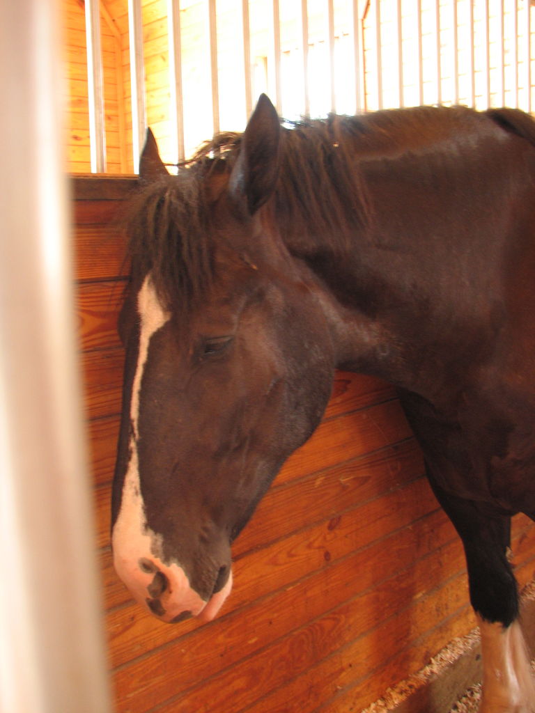 Visit to the Clydesdales
