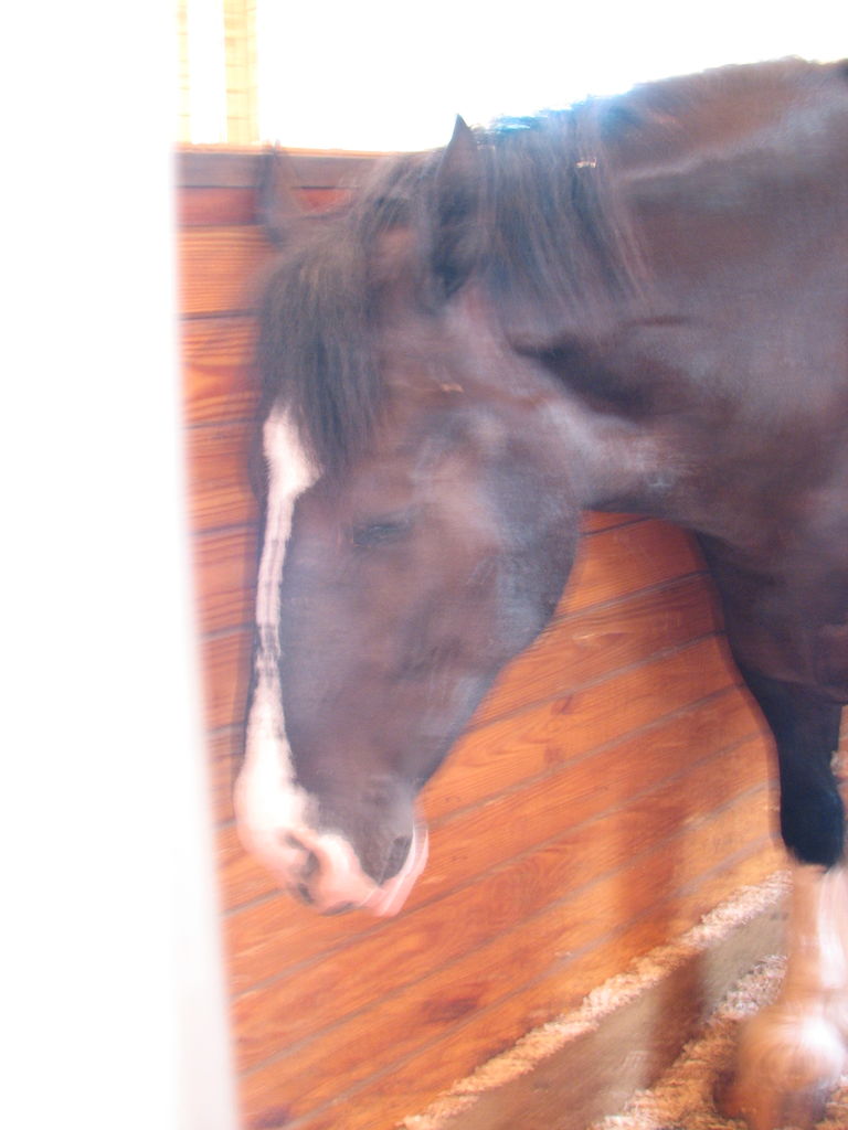 Visit to the Clydesdales
