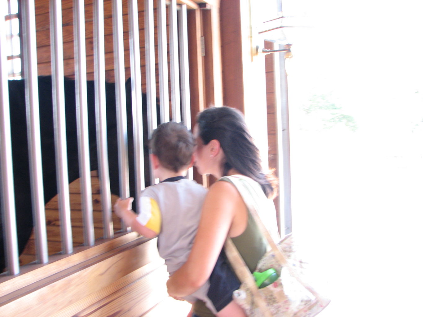 Visit to the Clydesdales
