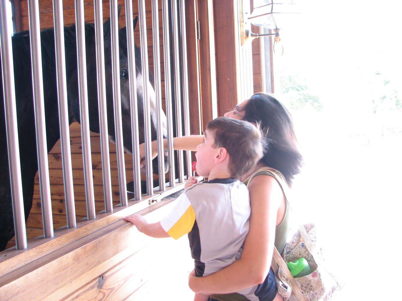 Visit to the Clydesdales
