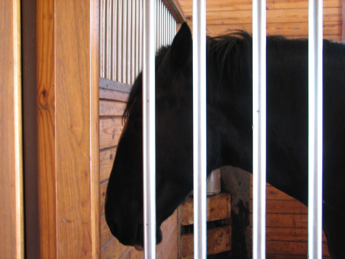 Visit to the Clydesdales
