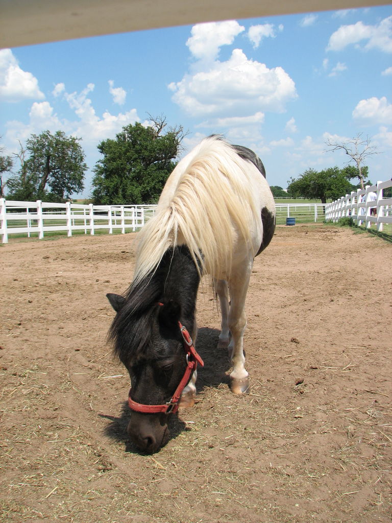 Visit to the Clydesdales
