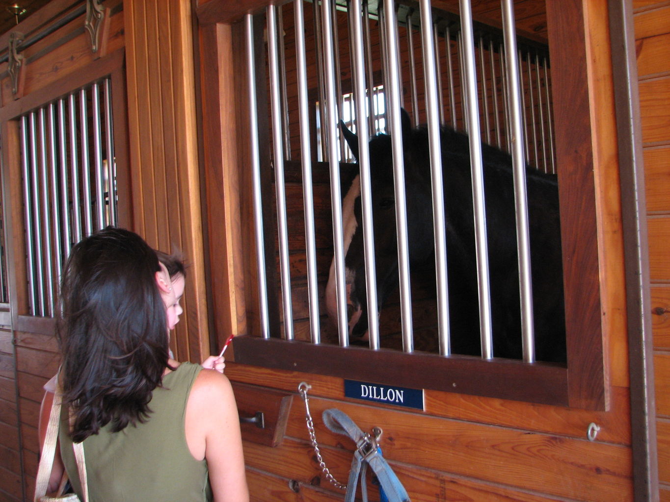 Visit to the Clydesdales
