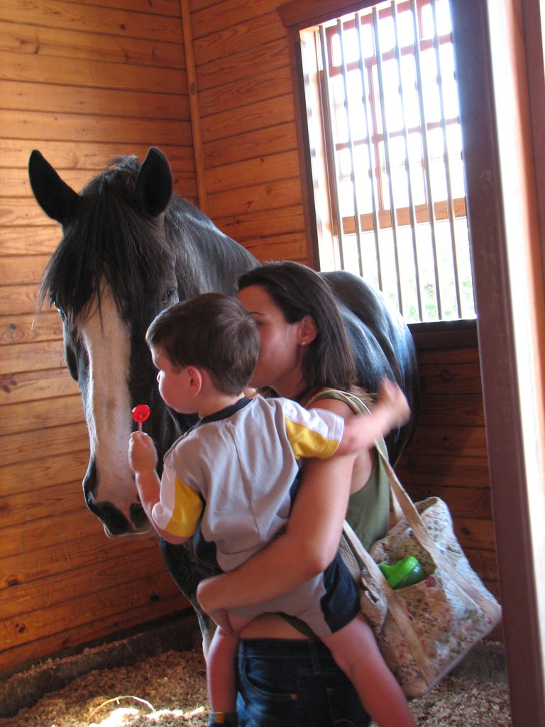 Visit to the Clydesdales
