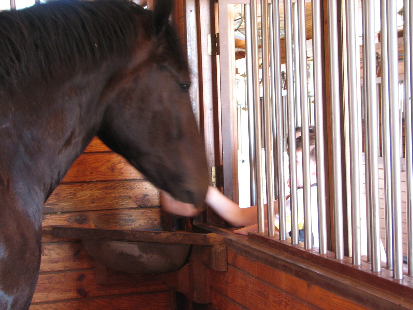 Visit to the Clydesdales
