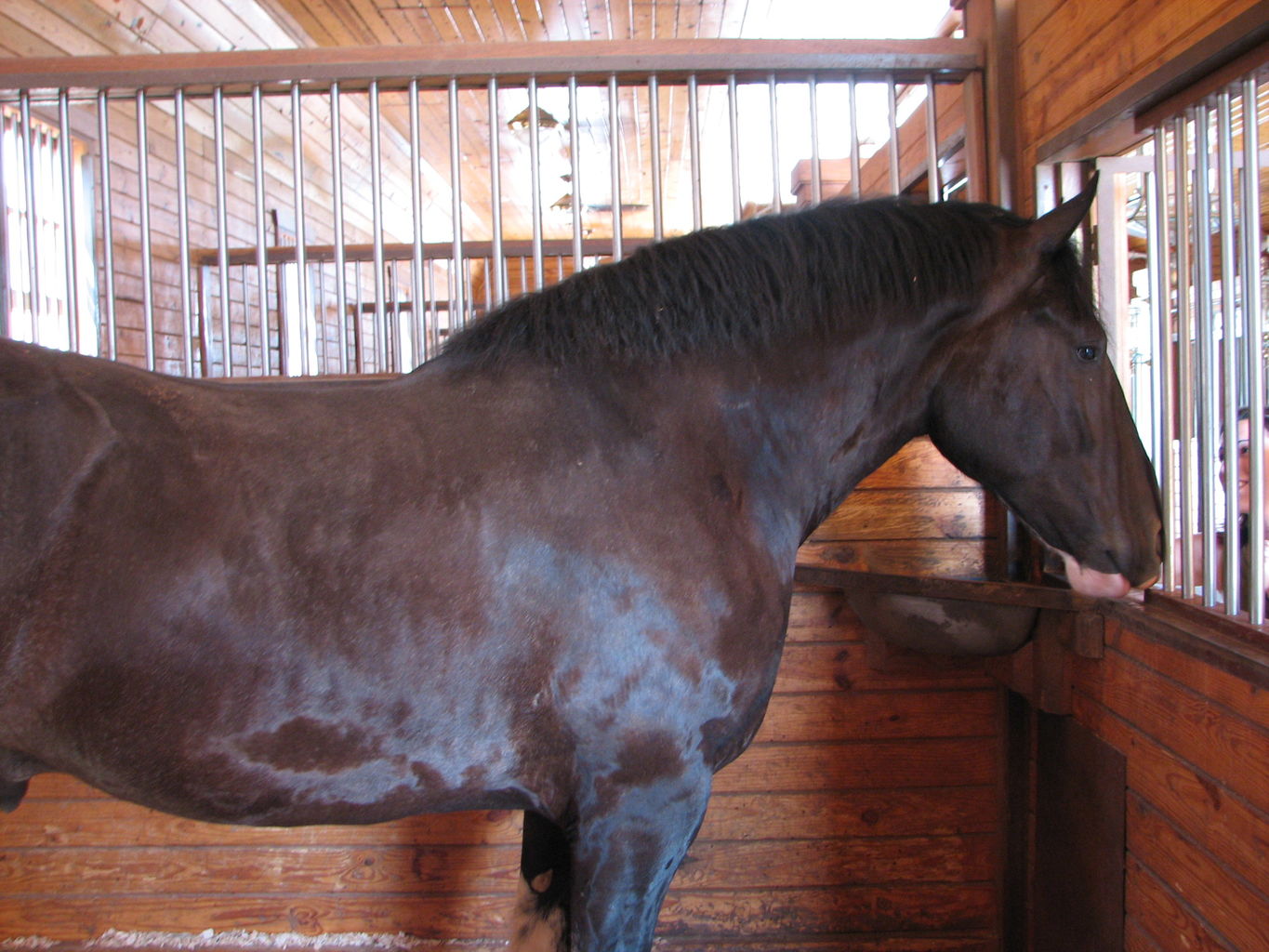 Visit to the Clydesdales
