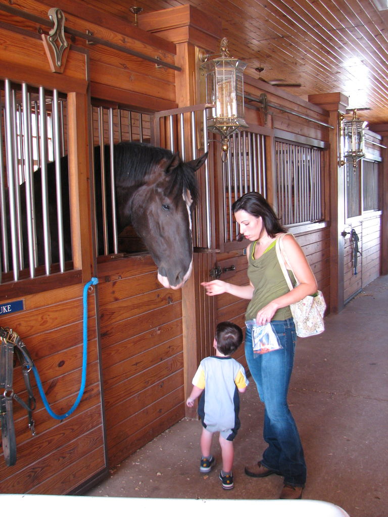 Visit to the Clydesdales
