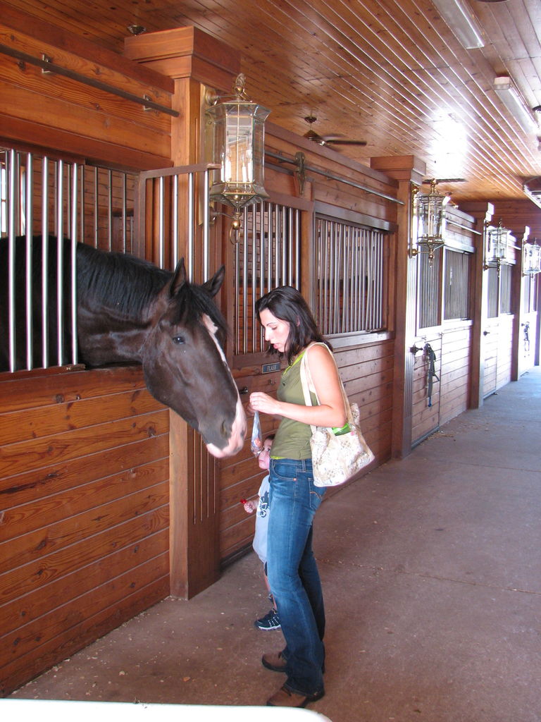 Visit to the Clydesdales

