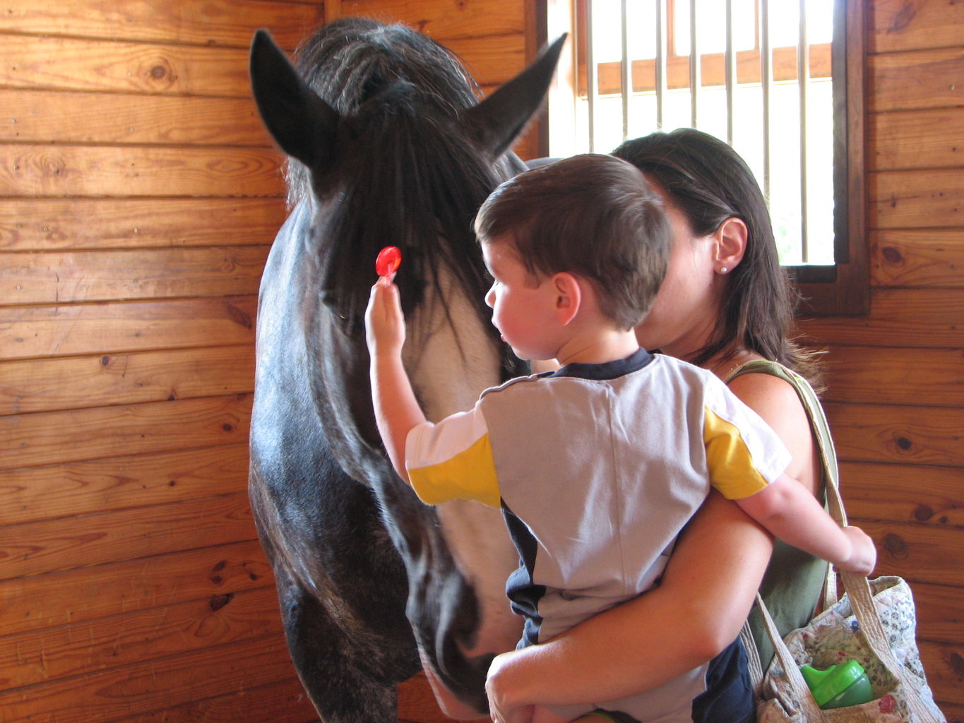 Visit to the Clydesdales
