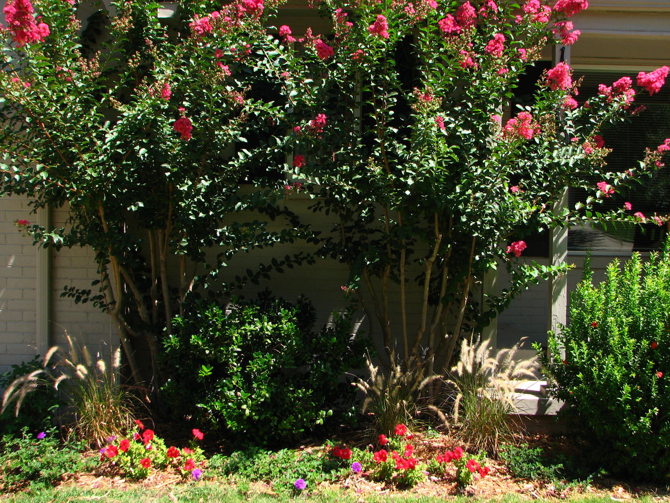 Flowers in July
