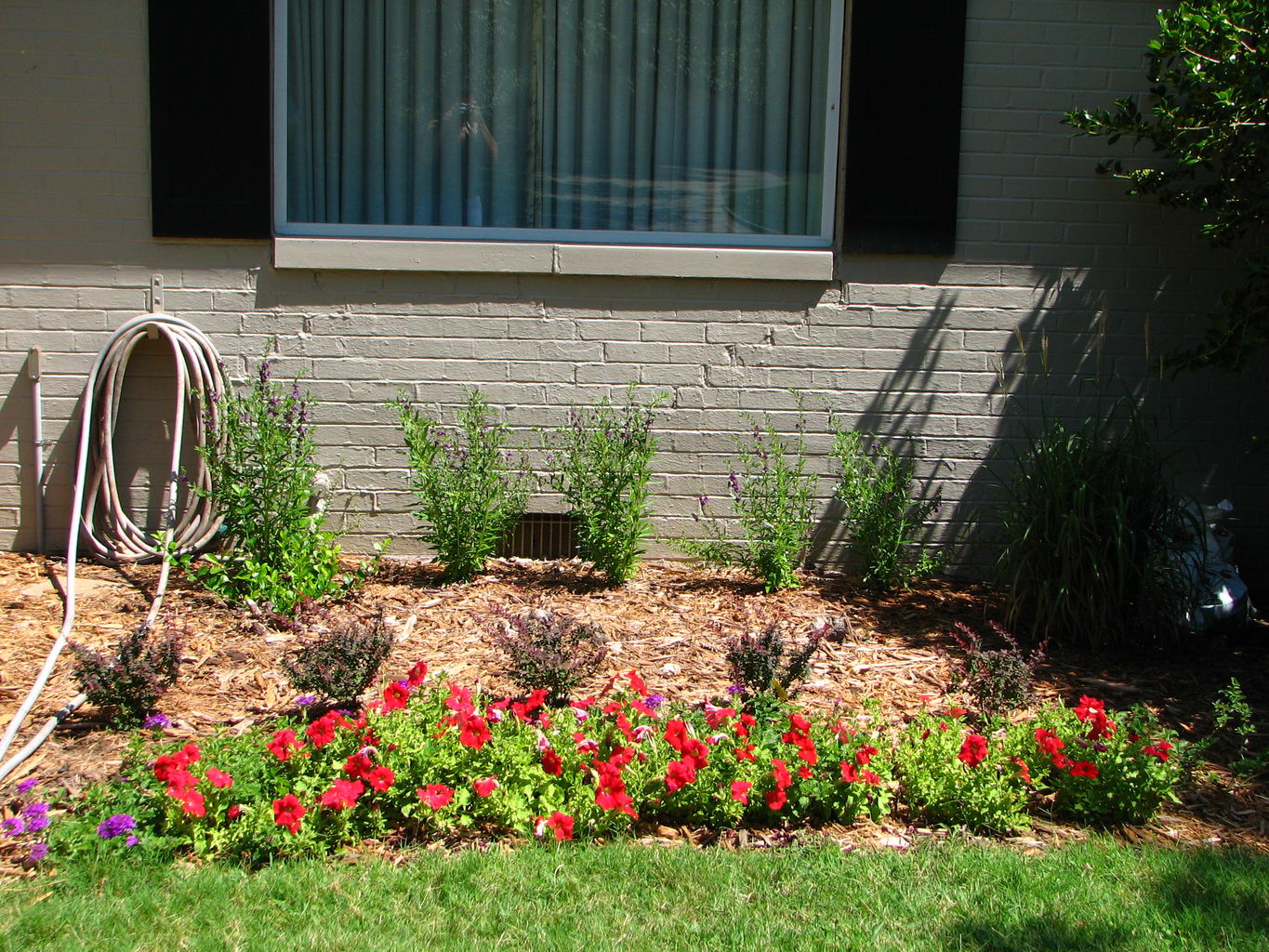 Flowers in July
