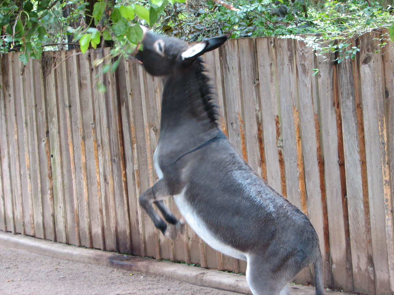 Oklahoma City Zoo
