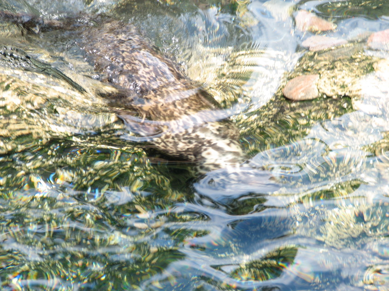 Oklahoma City Zoo
