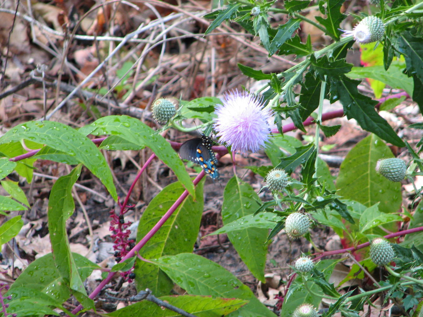 Trip to the Eastern Oklahoma Mountains
