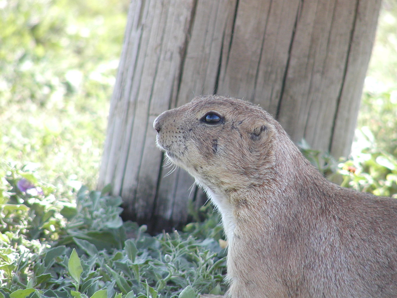 A Day with the Quary Dogs
