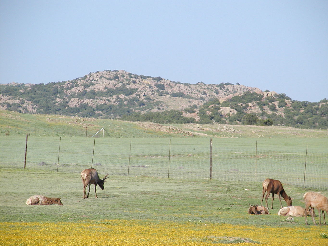 A Day with the Quary Dogs
