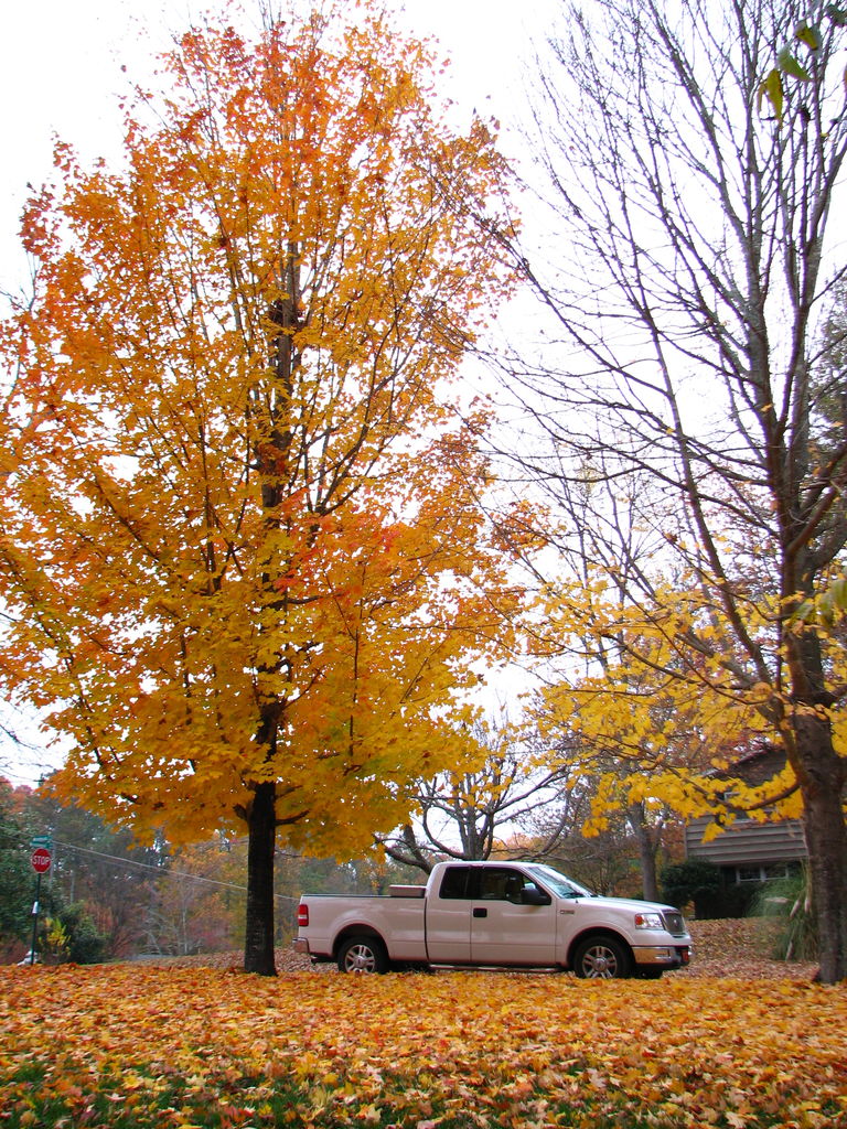 Fall Day at the Gradys'
