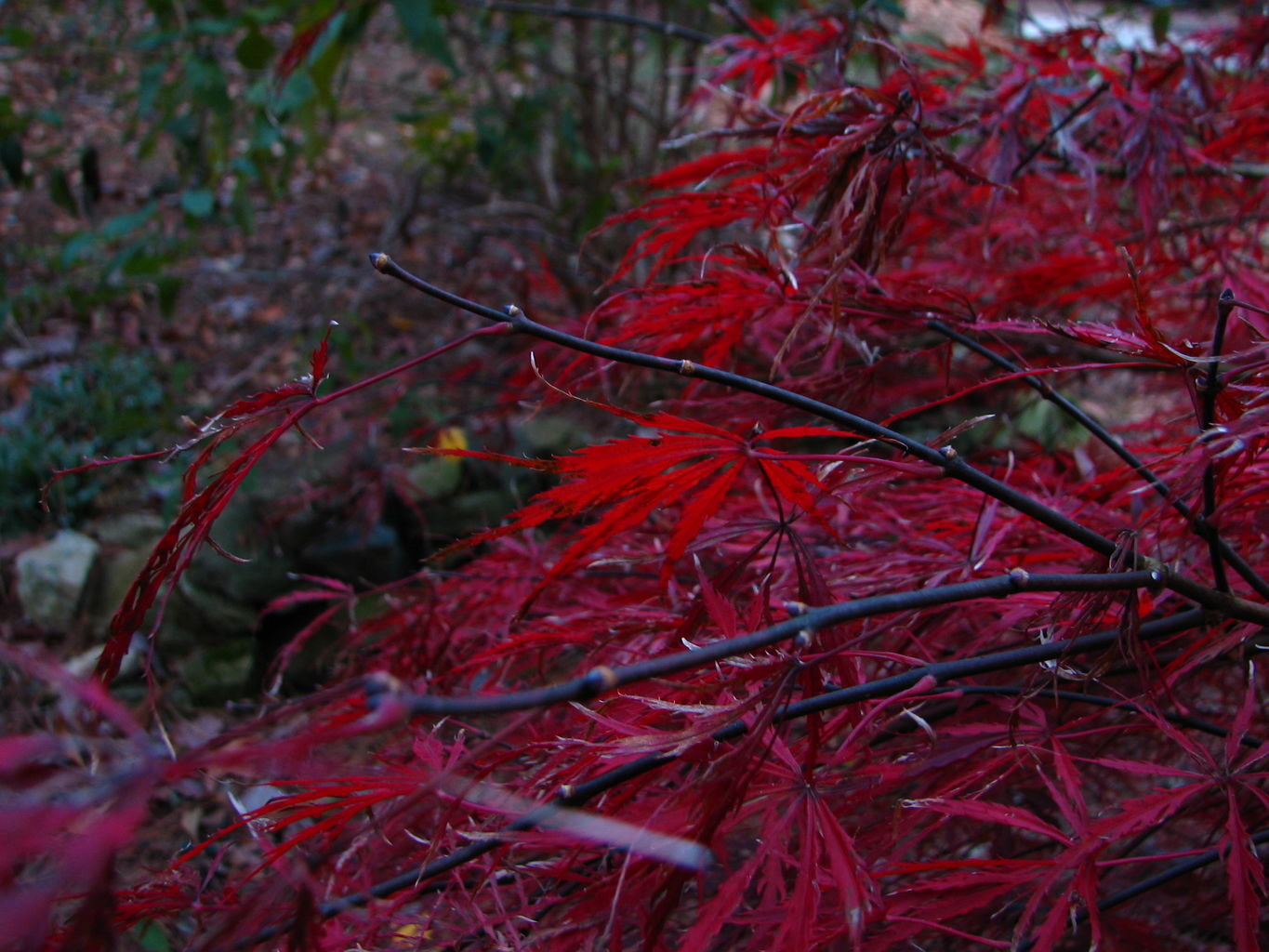 Fall Day at the Gradys'
