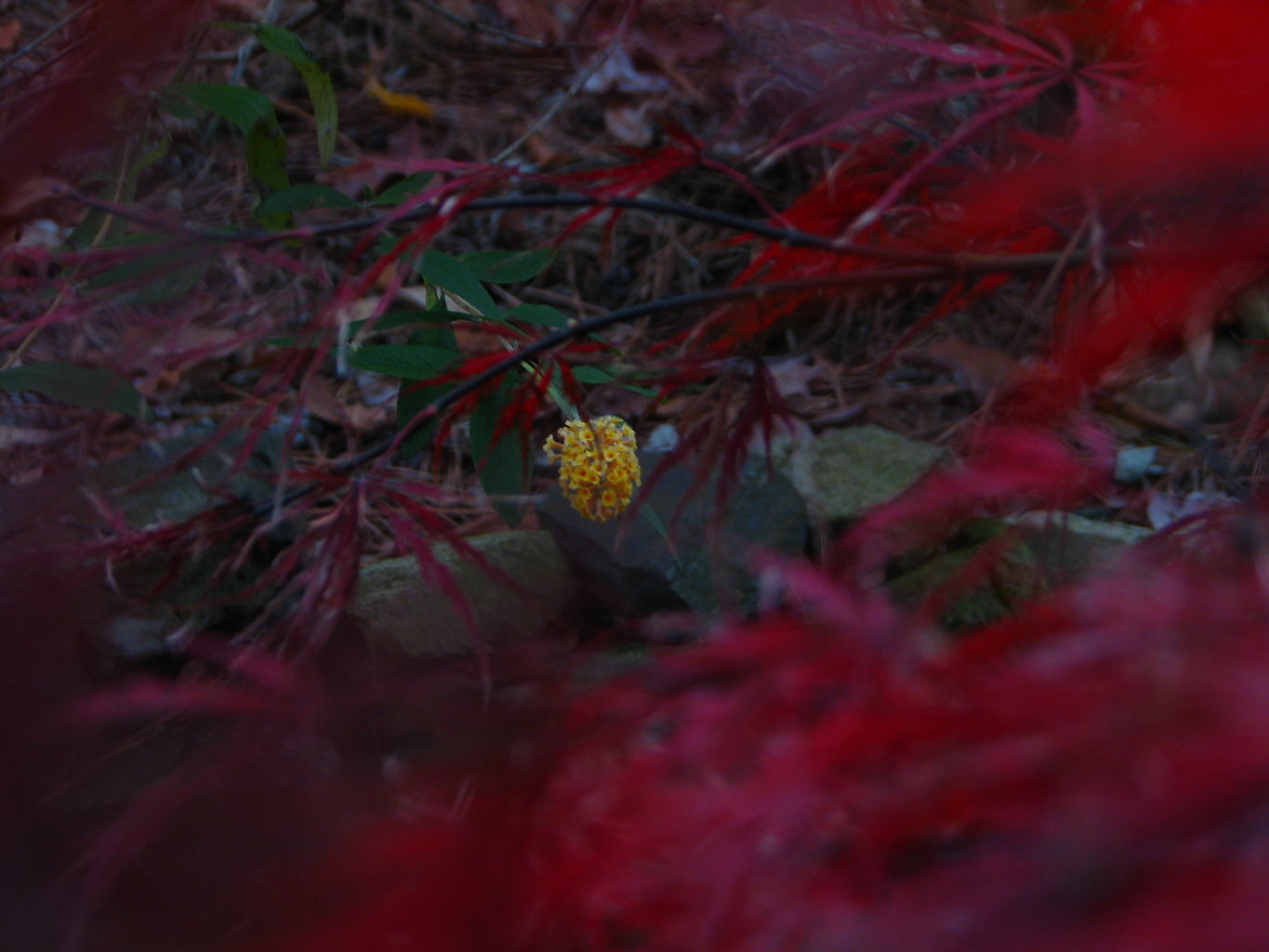 Fall Day at the Gradys'
