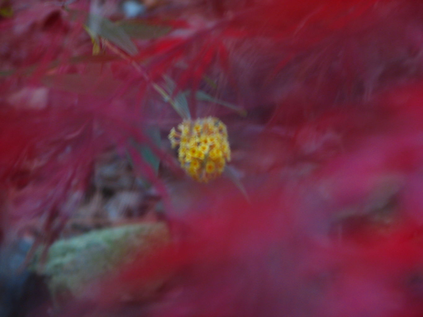 Fall Day at the Gradys'
