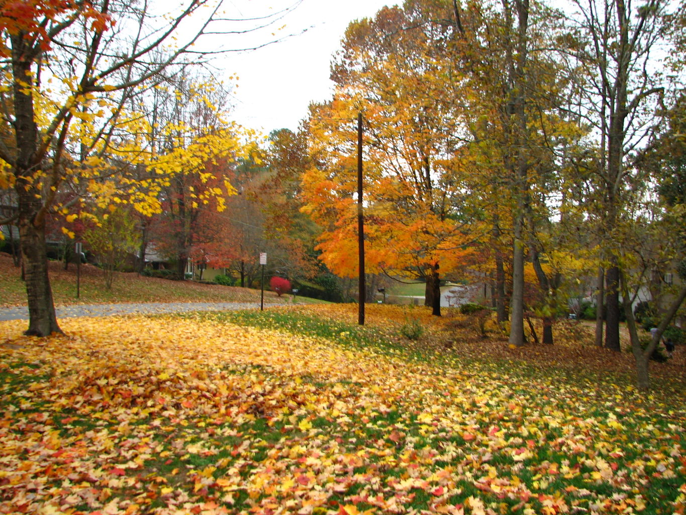 Fall Day at the Gradys'
