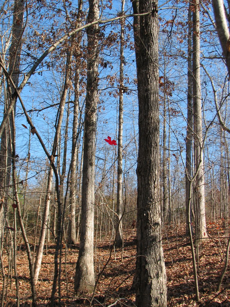 Curry Creek Park
