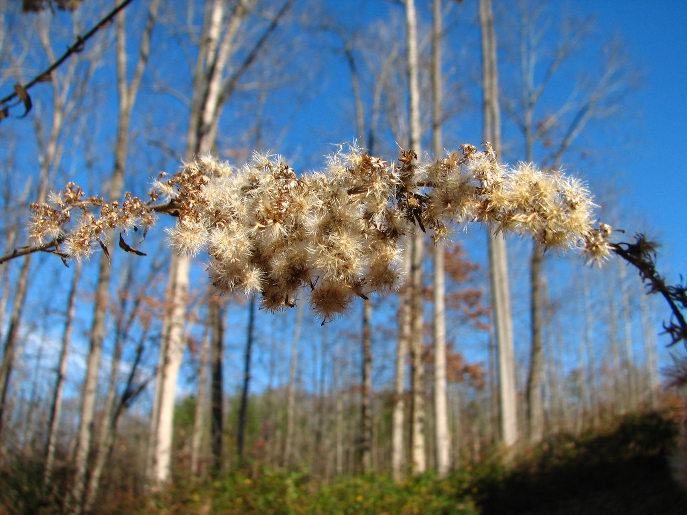 Curry Creek Park
