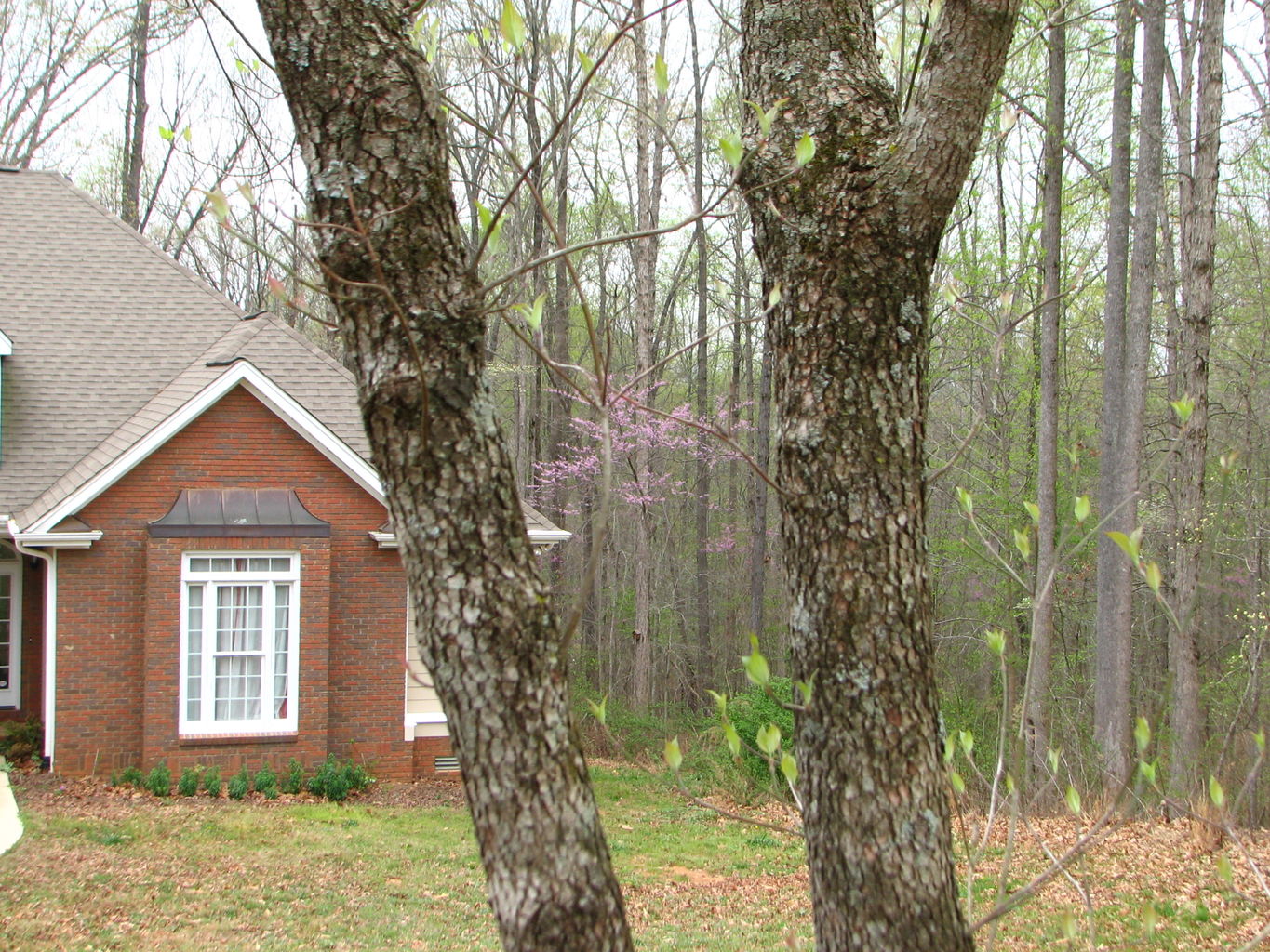 Spring Pictures at River Ridge