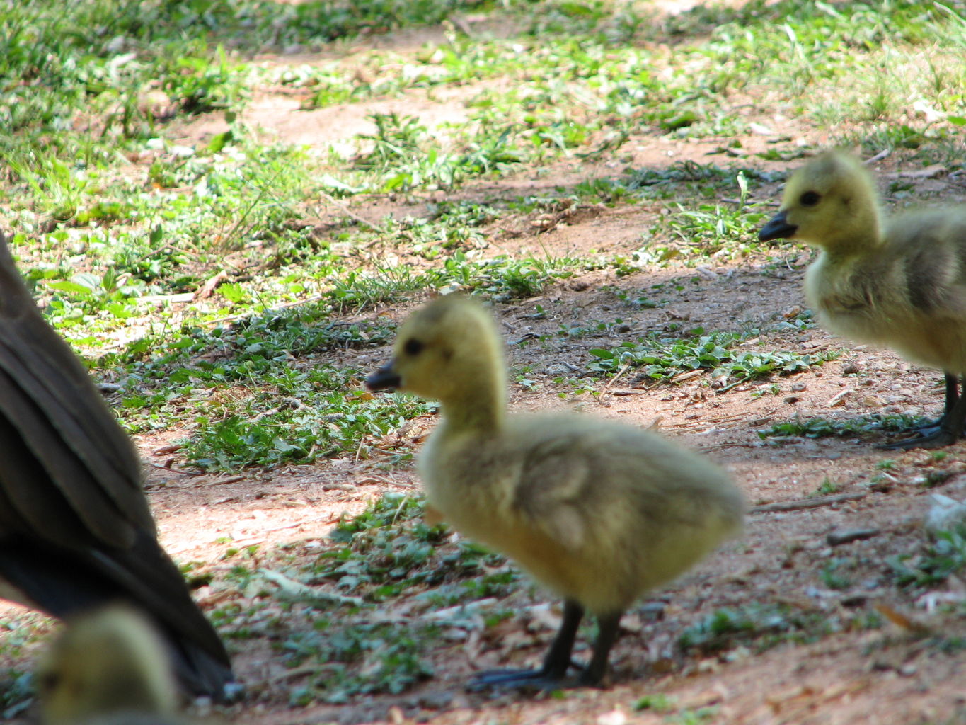 Sunday at Athens Memorial Park