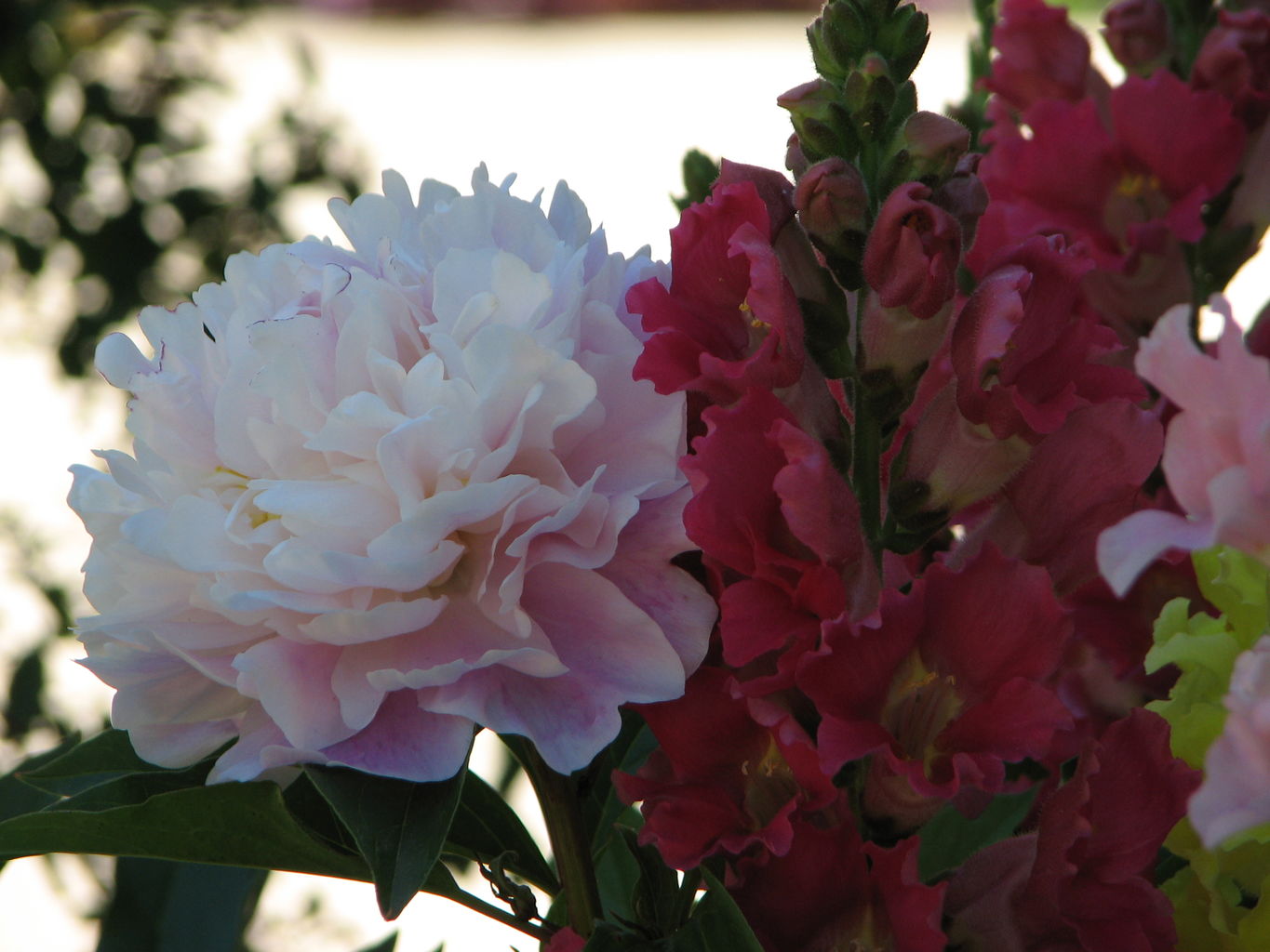 Erin's Flowers